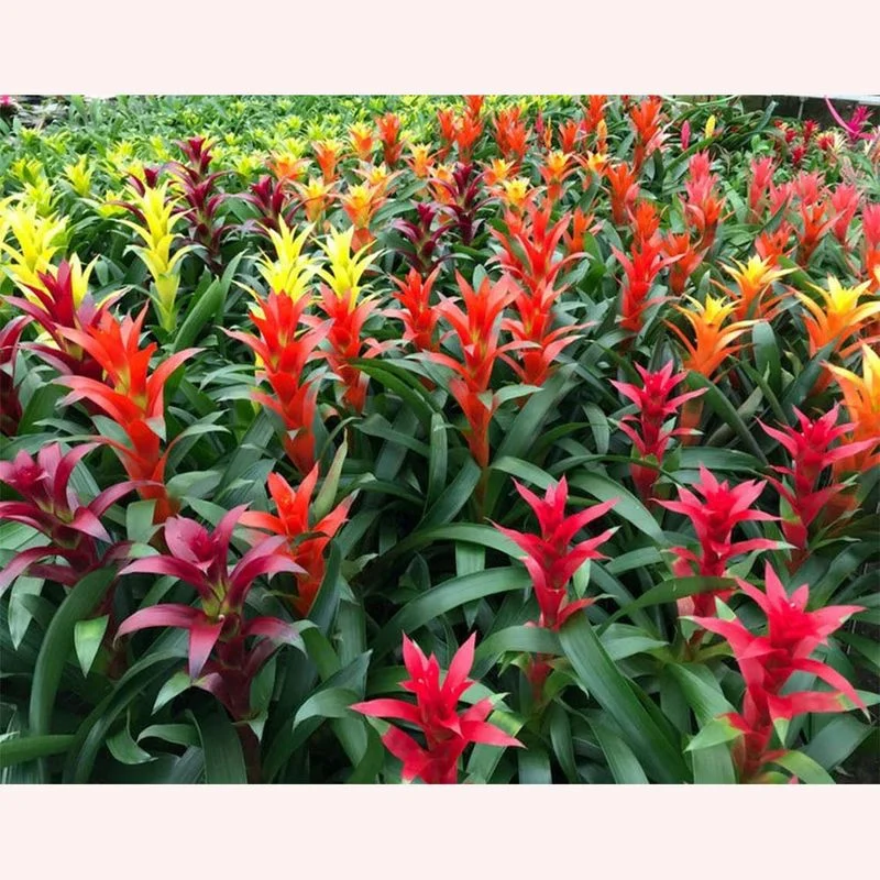 Bromeliad