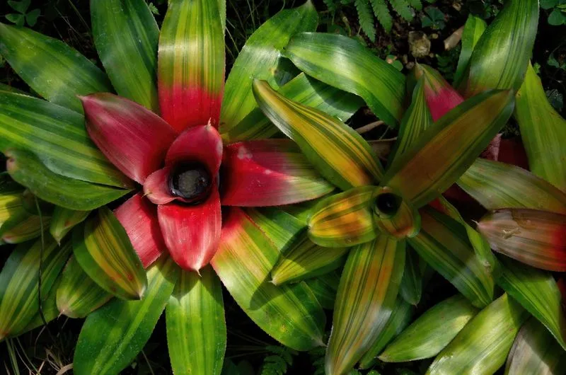 Bromeliad Neoregelia