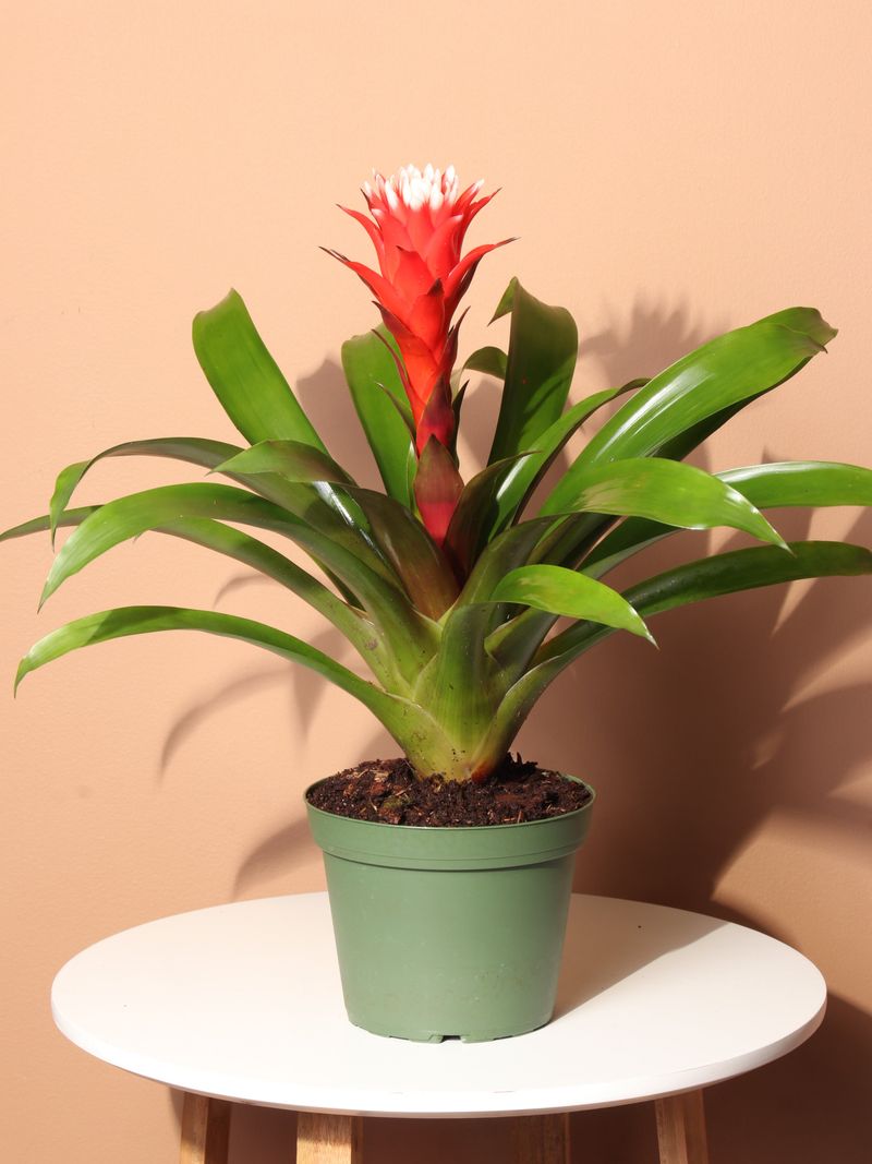 Bromeliad