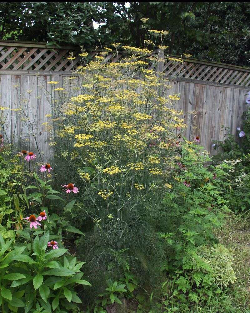 Bronze Fennel