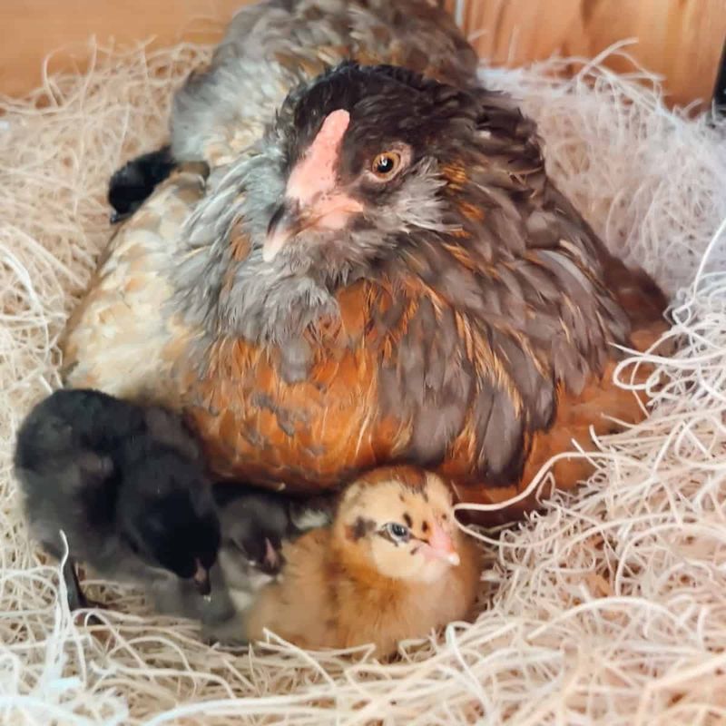 Brooding and Raising Chicks