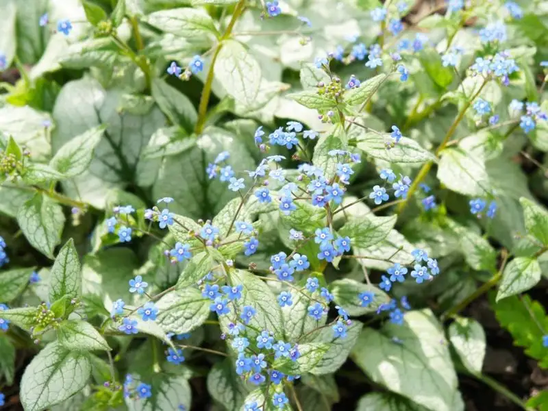 Brunnera