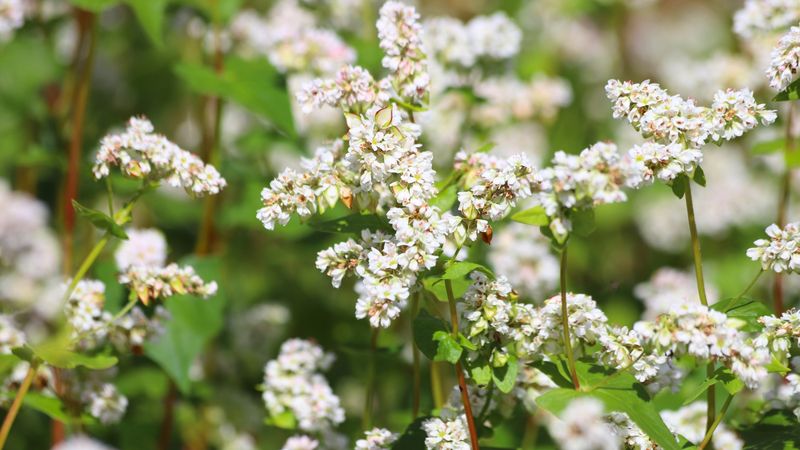 Buckwheat