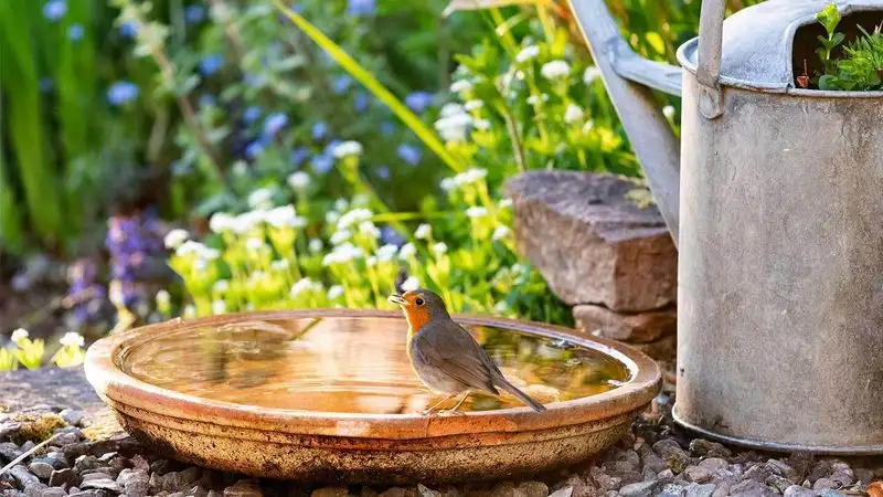 Building a Bird-Friendly Garden