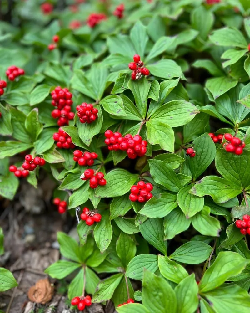 Bunchberry Dogwood (Cornus canadensis)