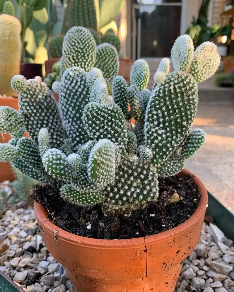 Bunny Ears Cactus