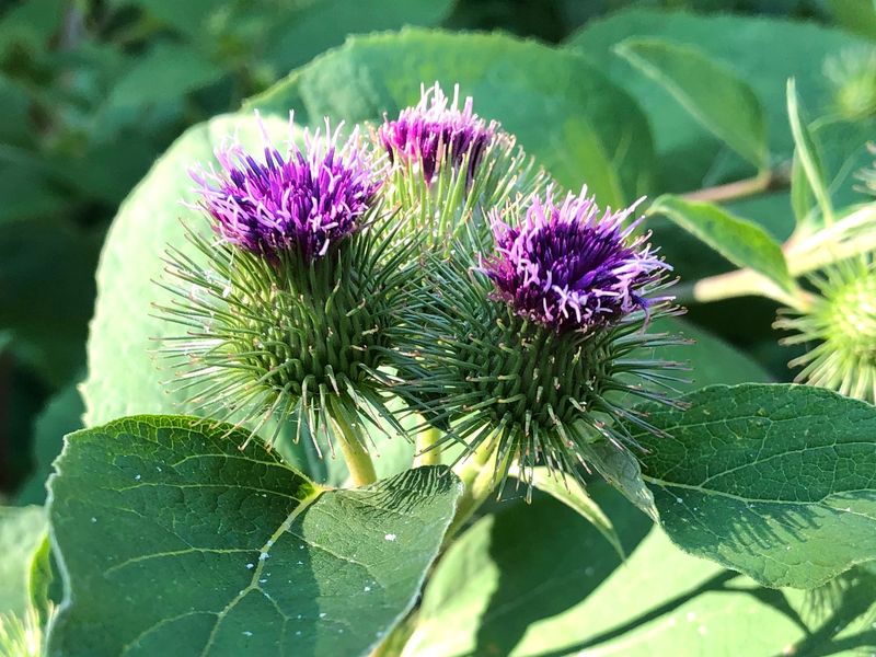 Burdock