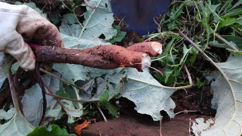 Burdock Root