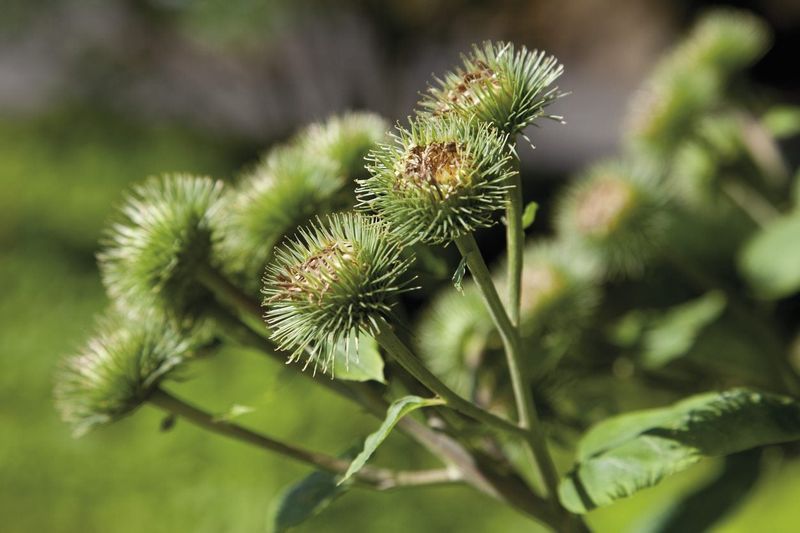 Burdock