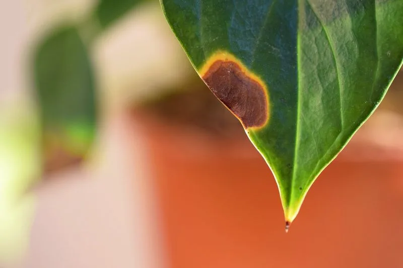 Burnt Leaf Edges
