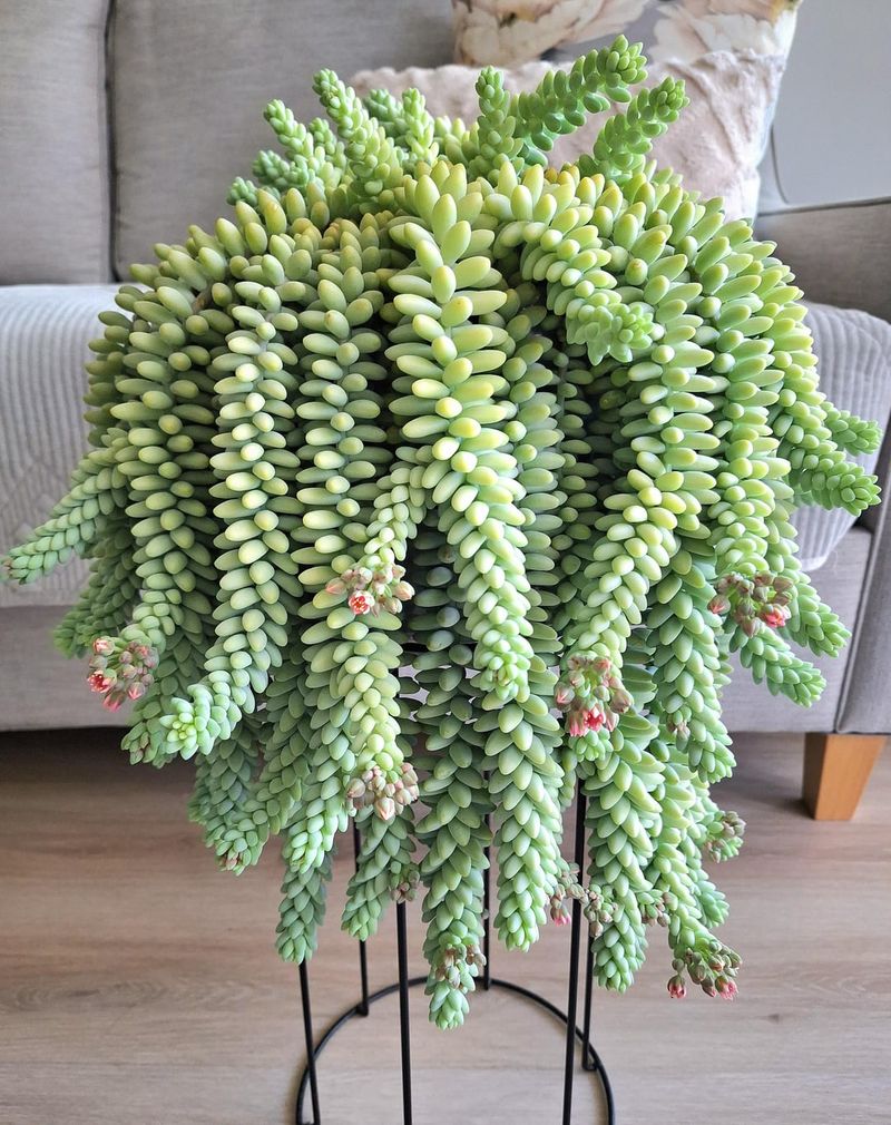 Burro's Tail