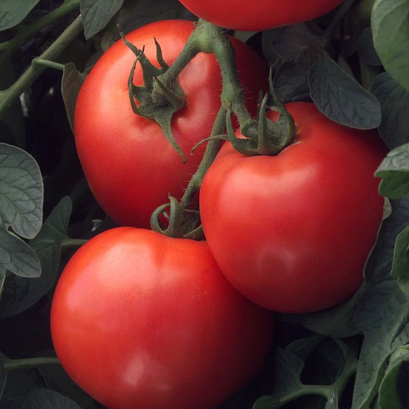 Bush Early Girl Tomatoes