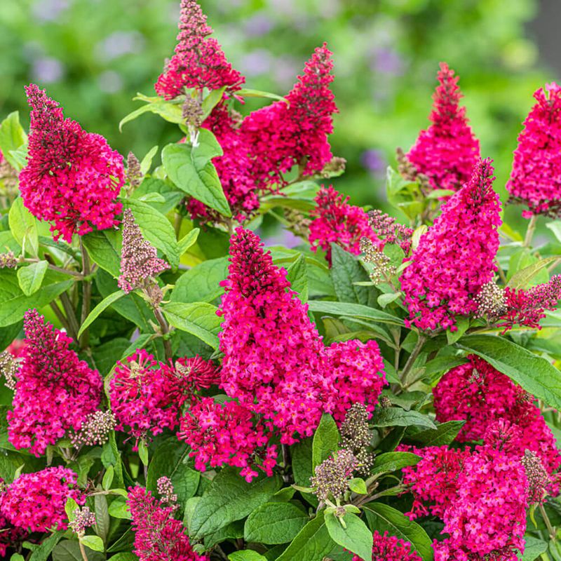 Butterfly Bush