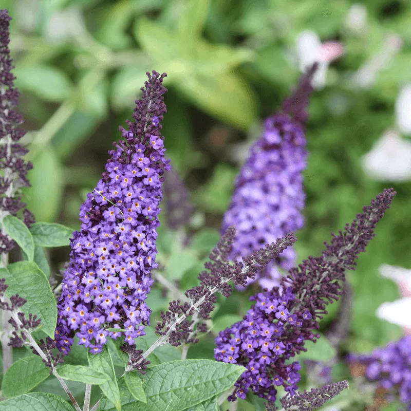 Butterfly Bush
