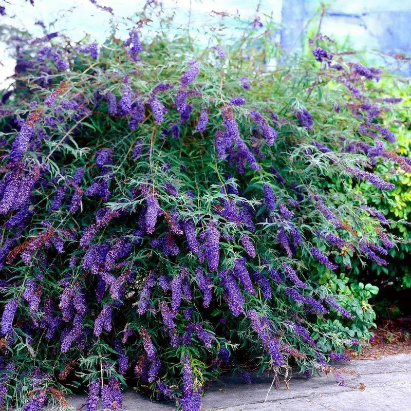 Butterfly Bush