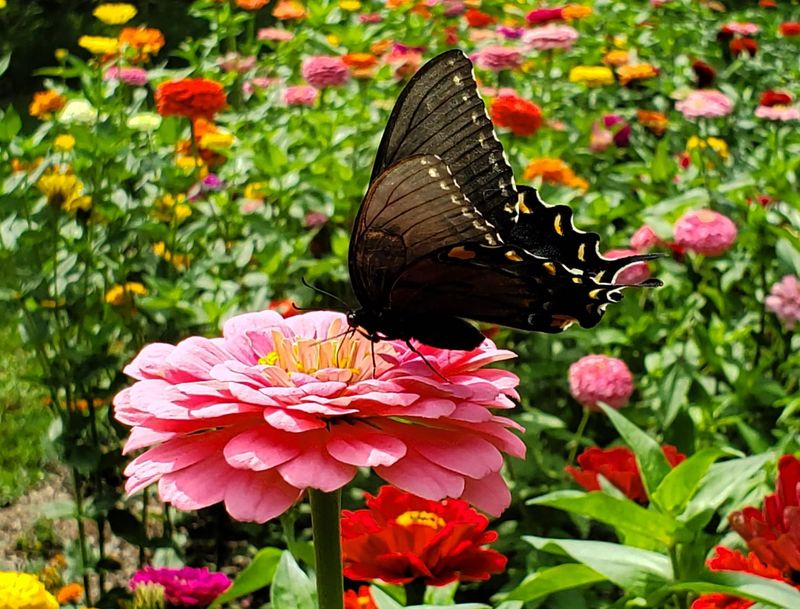 Butterfly Gardens