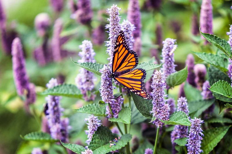 Butterfly Gardens