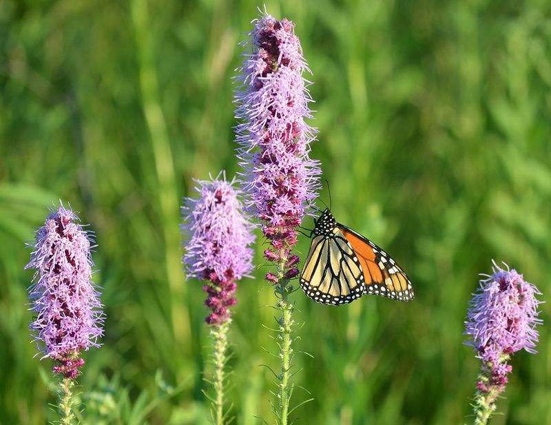 Butterfly Nectar Plants