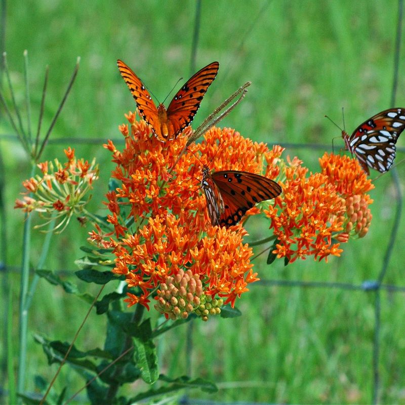 Butterfly Weed