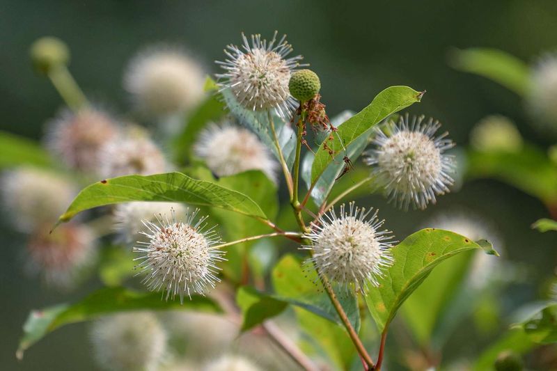 Buttonbush