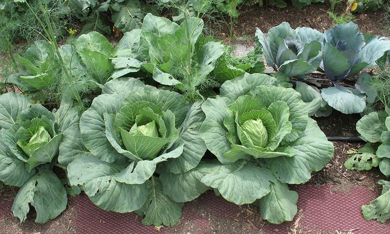 Cabbage