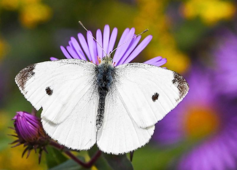 Cabbage White