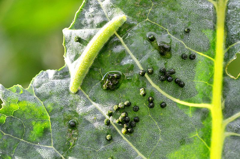 Cabbage Worms