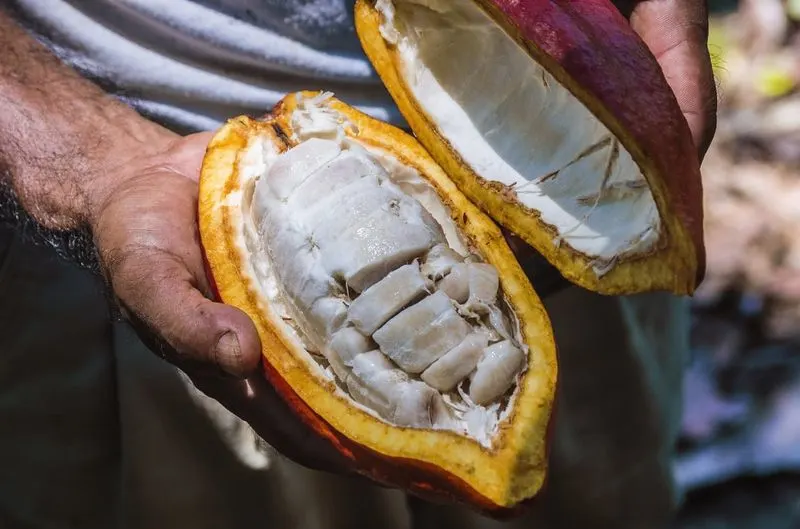 Cacao Tree