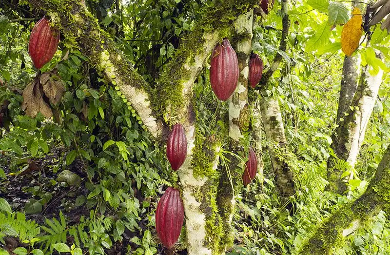 Cacao