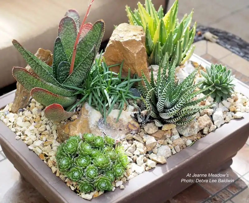 Cacti and Succulent Arrangement