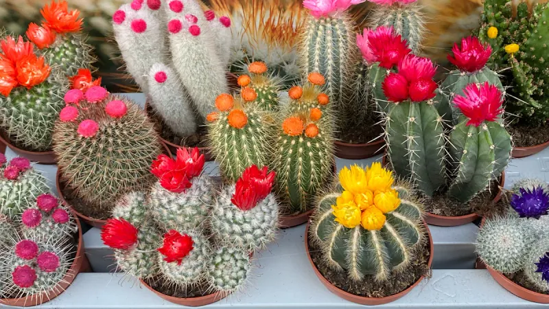 Cactus