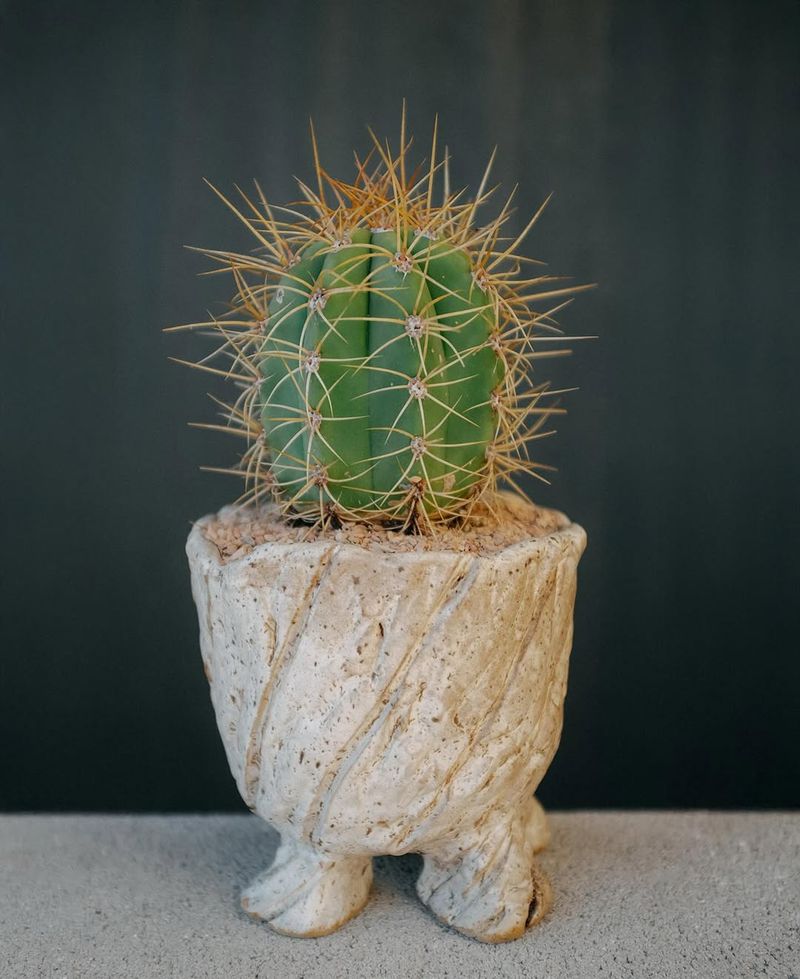 Cactus