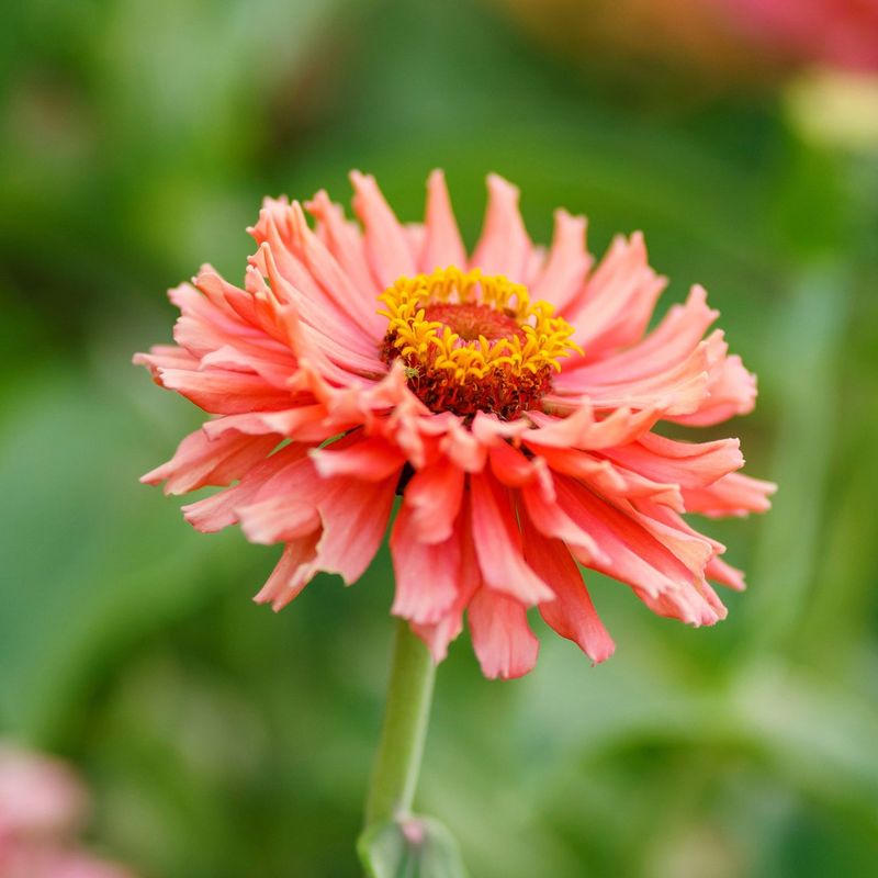 Cactus Zinnia