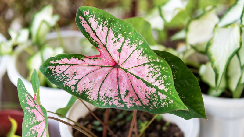 Caladium