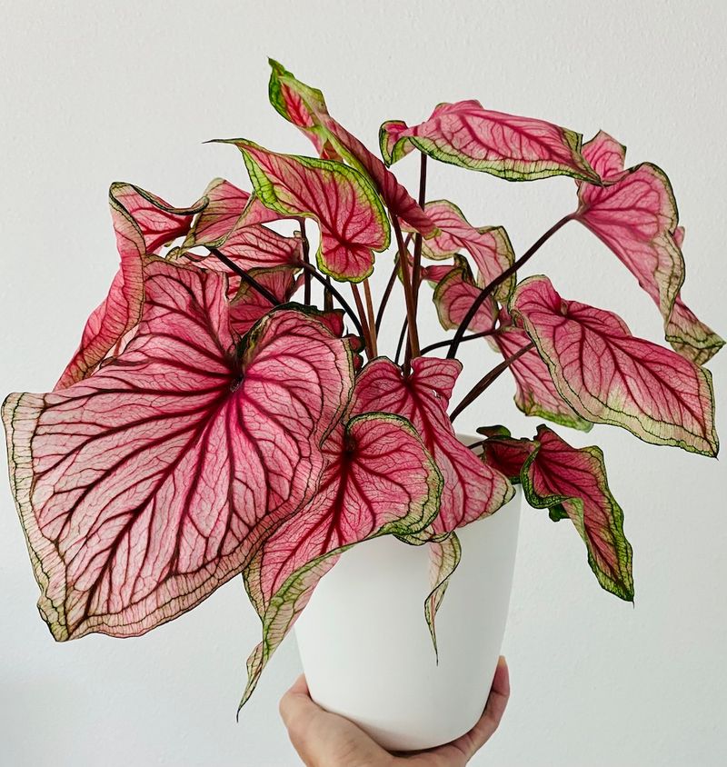 Caladium