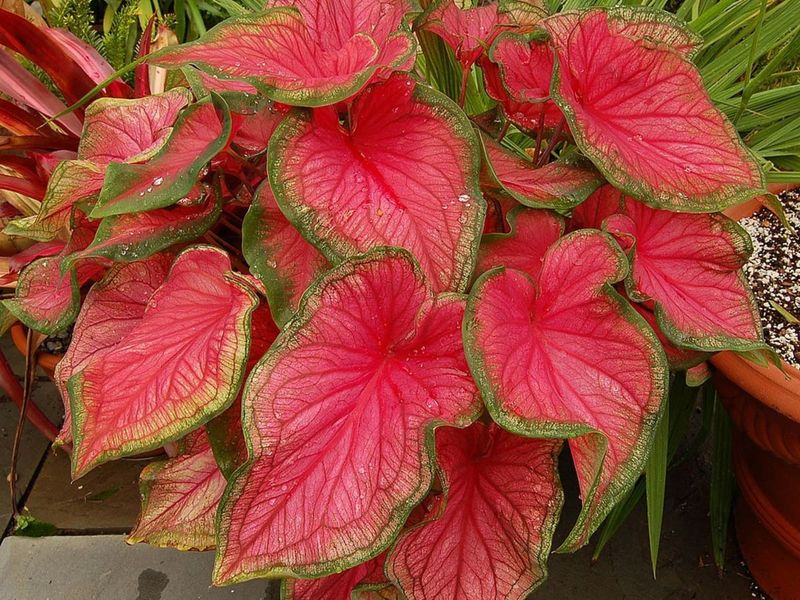 Caladiums