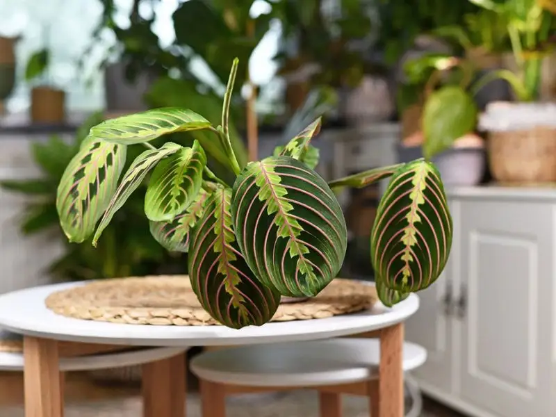 Calathea
