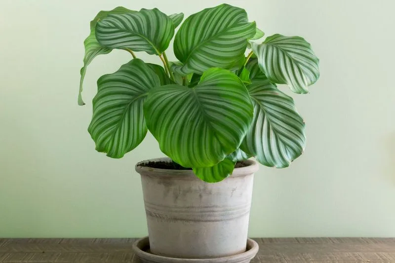 Calathea Orbifolia