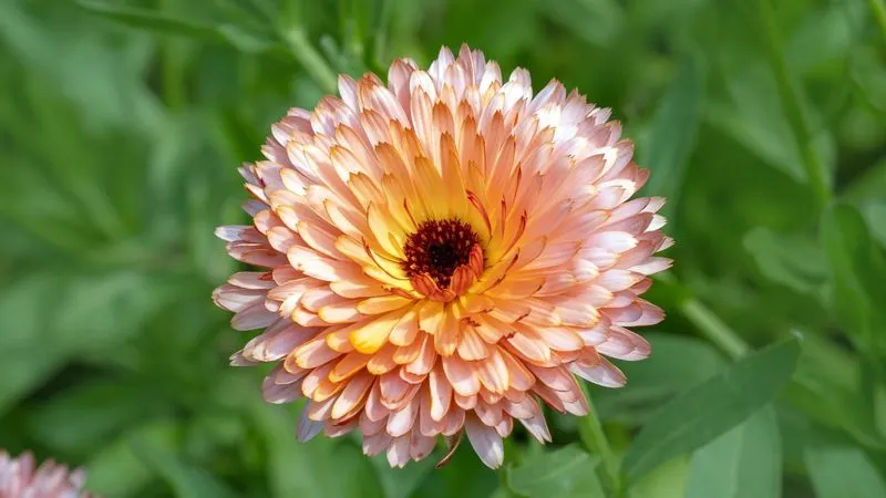 Calendula