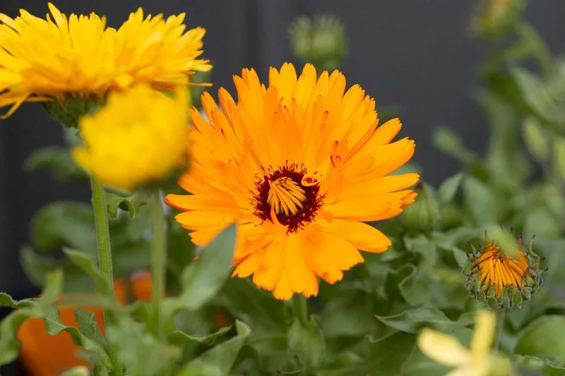 Calendula