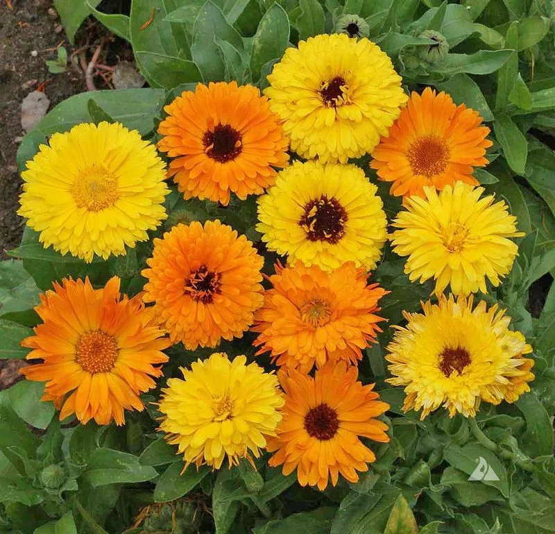 Calendula