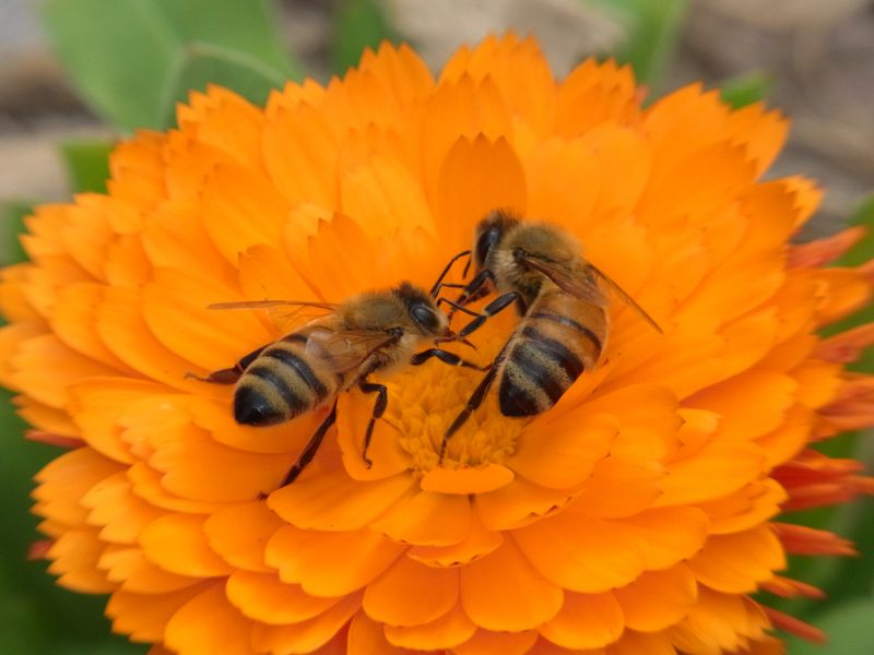 Calendula