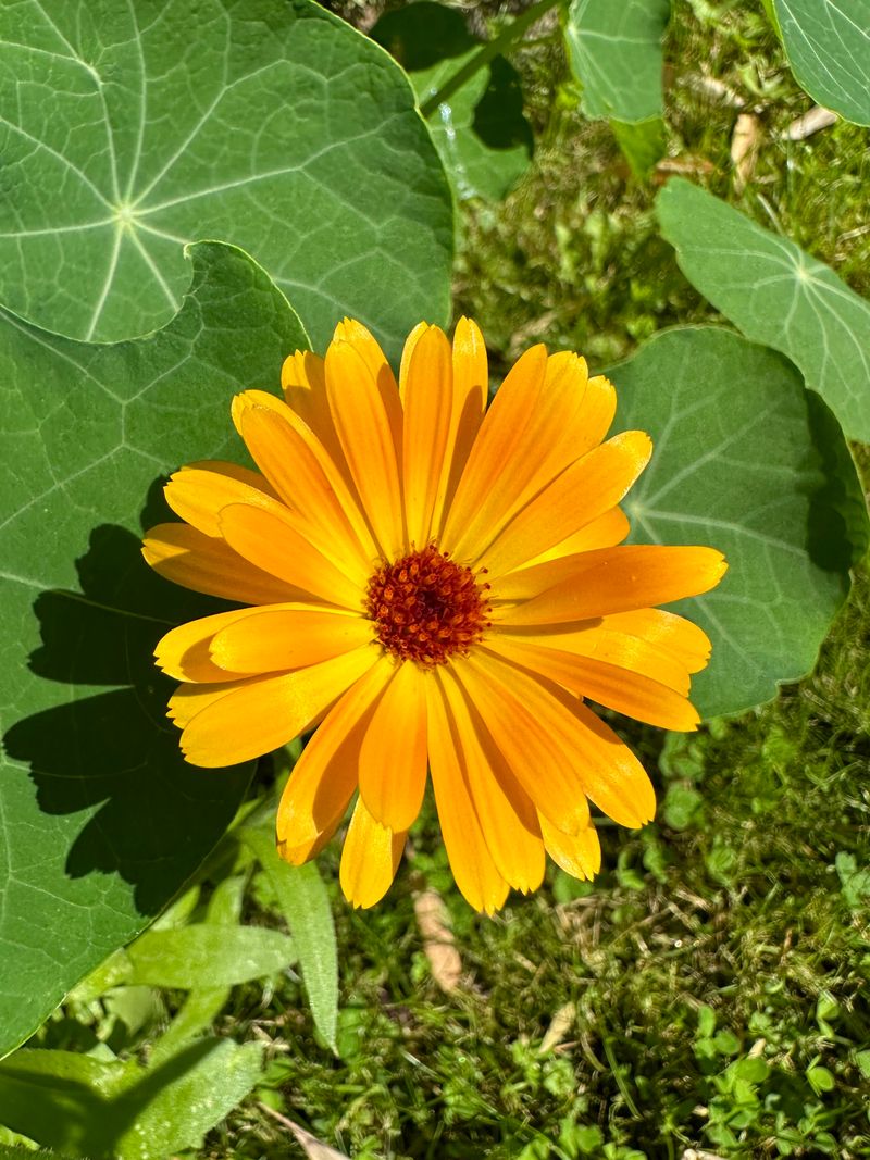 Calendula