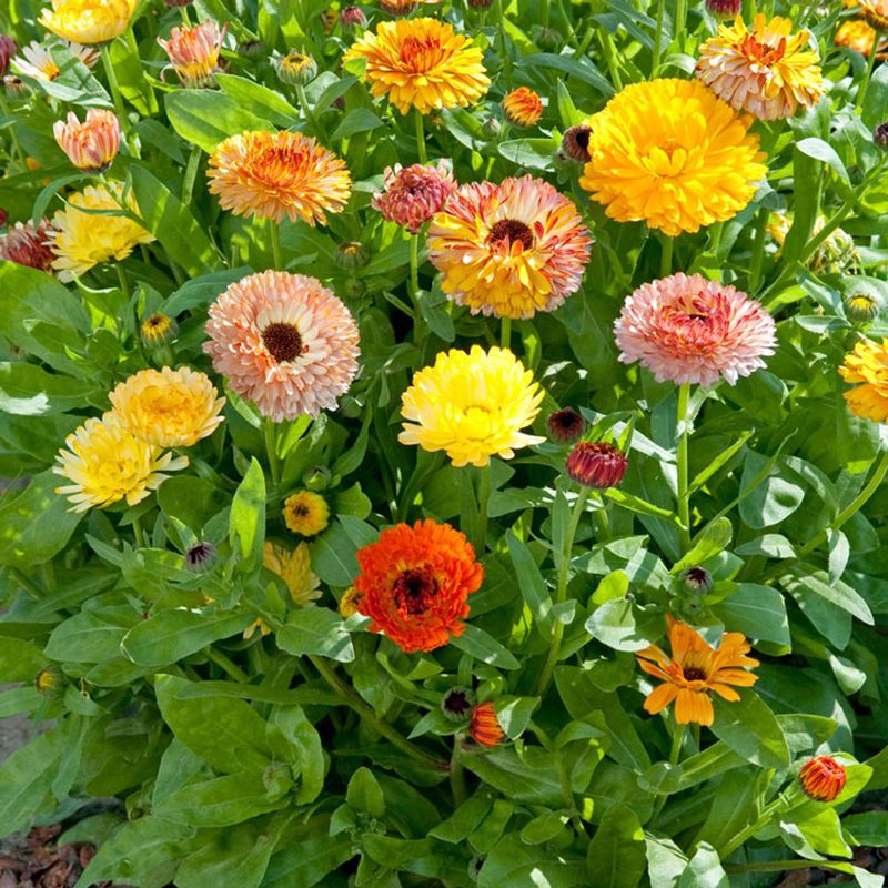 Calendula Charm