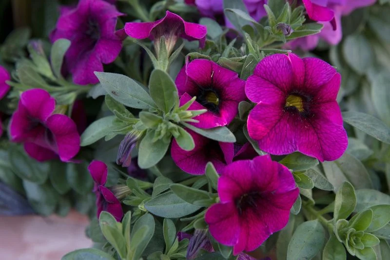 Calibrachoa