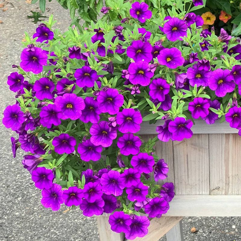 Calibrachoa