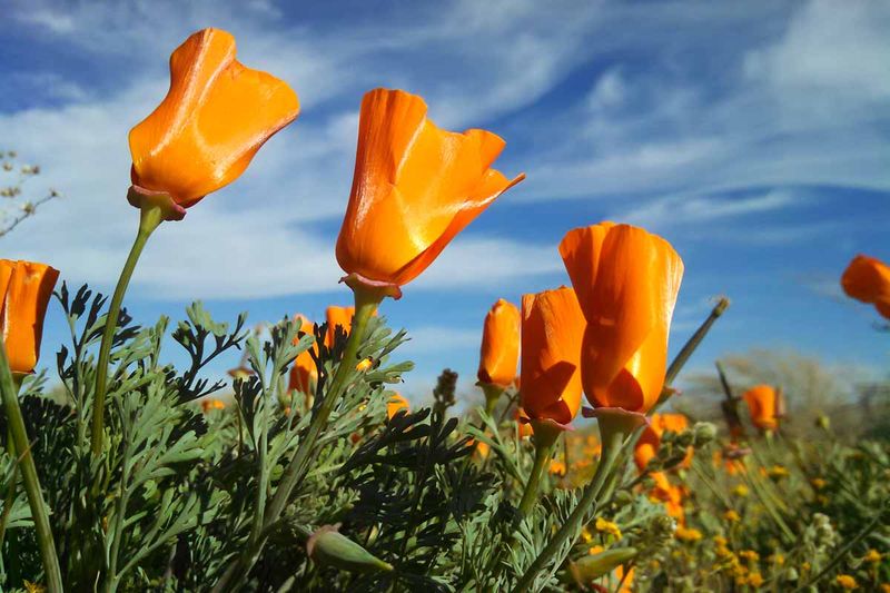 California Poppy