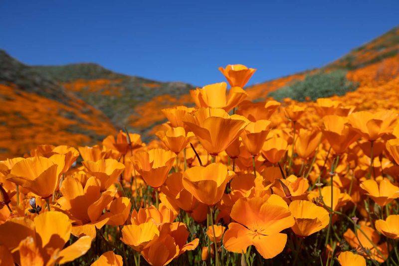 California Poppy