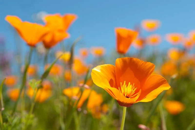 California Poppy