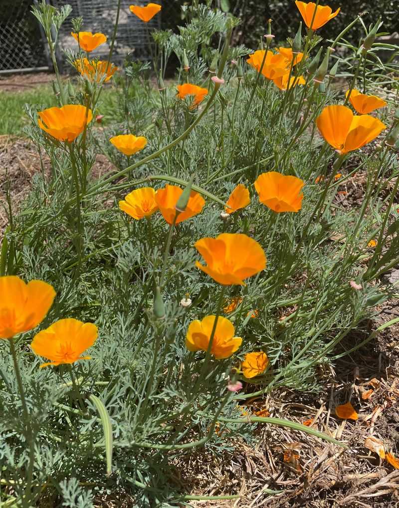 California Poppy